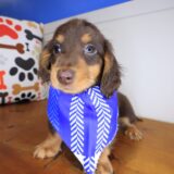 Gouda Dachshund 02
