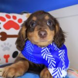 Gouda Dachshund 04