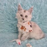 Graphite Maine Coon 01
