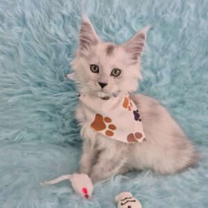 Graphite Maine Coon 01