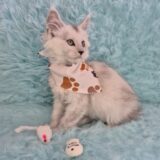Graphite Maine Coon 02