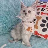 Graphite Maine Coon 03