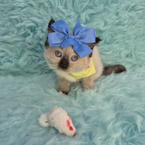 Halo Ragdoll 01 Halo Ragdoll 01