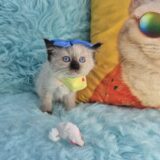 Halo Ragdoll 02