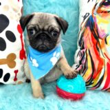 Henry Pug 01
