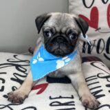 Henry Pug 02