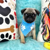 Henry Pug 03