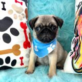 Henry Pug 04