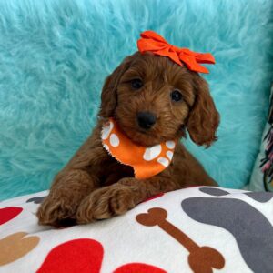 Hobart Goldendoodle 01 Hobart Goldendoodle 01