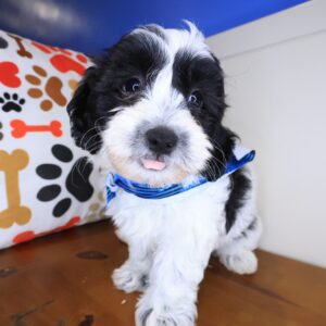 Hodge Shihpoo 01 Hodge Shihpoo 01