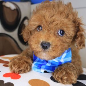 Huckleberry Poodle 01 Huckleberry Poodle 01