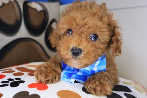 Huckleberry Poodle 01