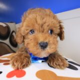 Huckleberry Poodle 03