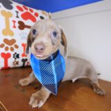 Huxley Dachshund 01