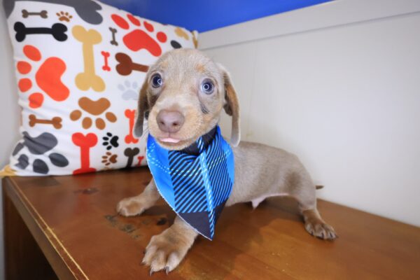 Huxley Dachshund 01