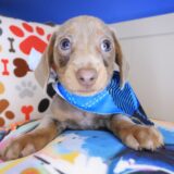 Huxley Dachshund 02