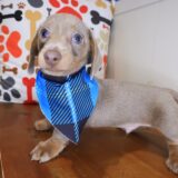 Huxley Dachshund 03
