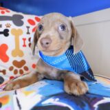 Huxley Dachshund 04