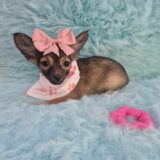 Icy Chihuahua 01