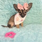 Icy Chihuahua 04