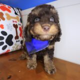 Ilomantsi Cockapoo 01