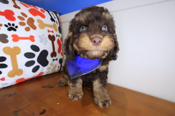 Ilomantsi Cockapoo 01