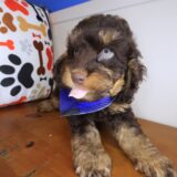 Ilomantsi Cockapoo 03
