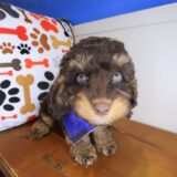 Ilomantsi Cockapoo 04