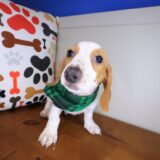 Ilomantsi Dachshund 01