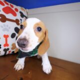 Ilomantsi Dachshund 02