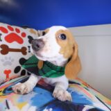 Ilomantsi Dachshund 03