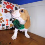 Ilomantsi Dachshund 04