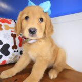 Irene Golden Retriever 01