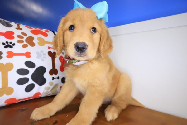 Irene Golden Retriever 01