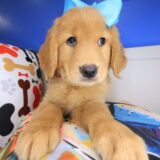 Irene Golden Retriever 02