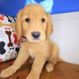 Irene Golden Retriever 03