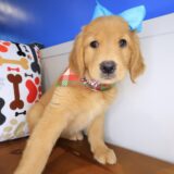Irene Golden Retriever 04