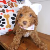 Izzy Poodle 01