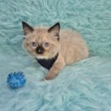Jaccob Ragdoll 01