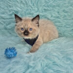 Jaccob Ragdoll 01 Jaccob Ragdoll 01