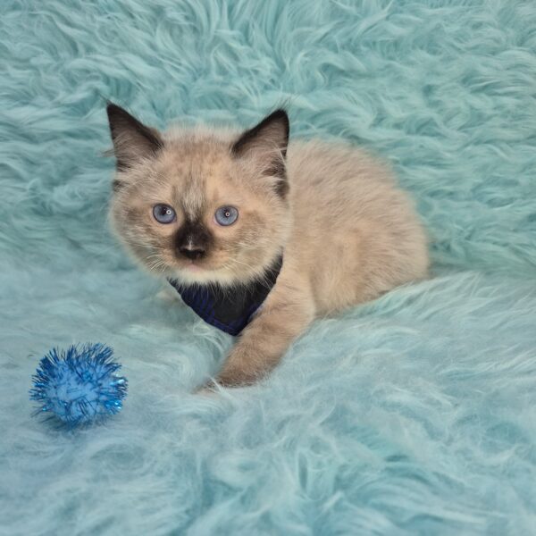 Jaccob Ragdoll 01