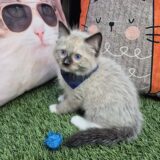 Jaccob Ragdoll 02