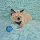 Jaccob Ragdoll 03
