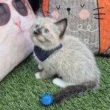 Jaccob Ragdoll 04