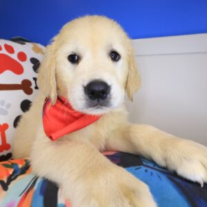 Jaxson Golden Retriever 01 Jaxson Golden Retriever 01