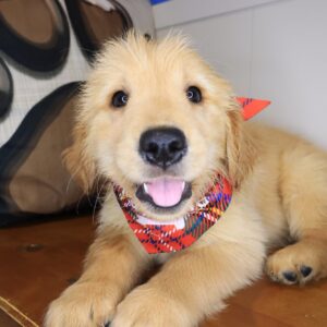 Jazzman Golden Retriever 01 Jazzman Golden Retriever 01