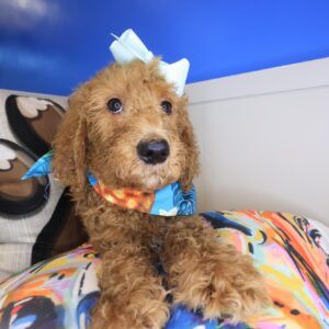 Jeanguy Labradoodle 01 Jeanguy Labradoodle 01