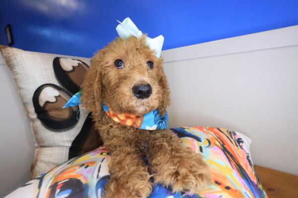 Jeanguy Labradoodle 01