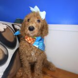 Jeanguy Labradoodle 02