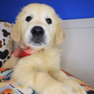 Jeff Golden Retriever 01 Jeff Golden Retriever 01